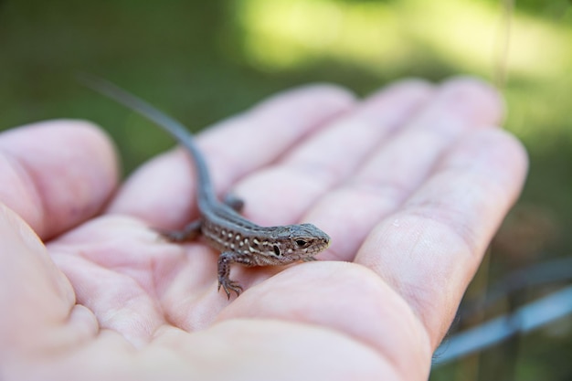 Lacerta vivipara o lagarto común se sienta en la palma de tu mano. Lagarto marrón en la mano.