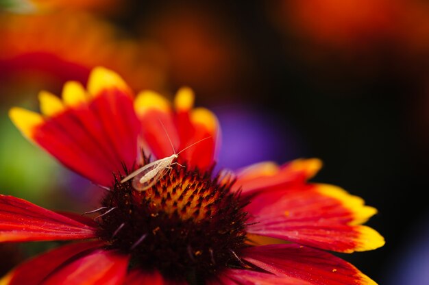 Lacewing se encuentra en una flor (Gaillardia)