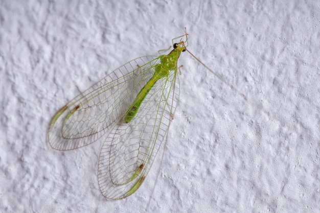 Lacewing verde típico adulto da tribo leucochrysini