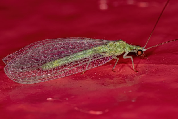 Lacewing verde típico adulto do gênero ceraeochrysa