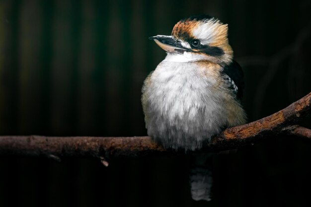 Lachender Kookaburra