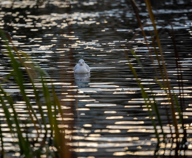 Lachmöwe auf dem See