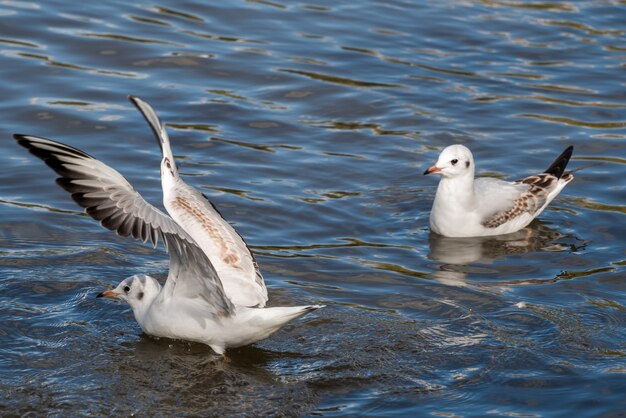 Lachmöwe schwimmen im Teich von Ifield Mill