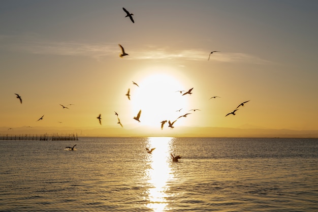 Lachmöwen und Sonnenuntergang in Albufera von Valencia mit Sonne in der Mitte.