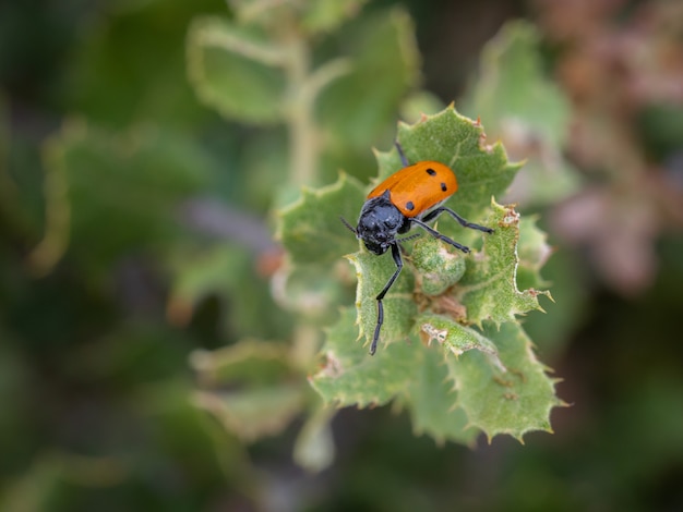 Lachnaia sexpunctata