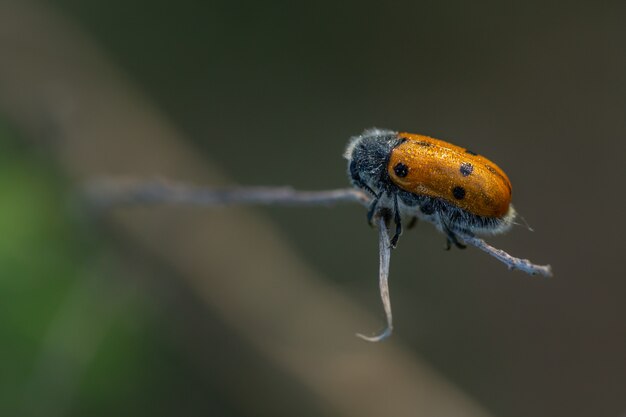 Lachnaia sexpunctata