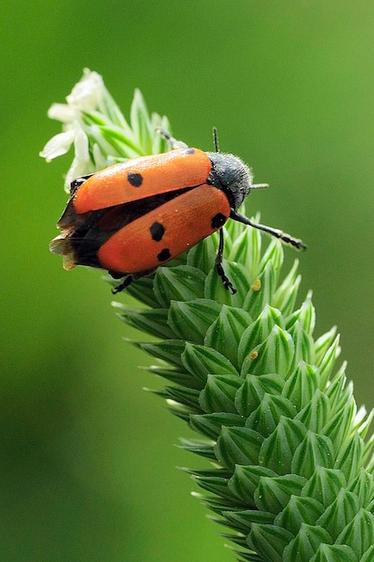 Lachnaia tristigma é uma espécie de besouro da família Chrysomelidae.