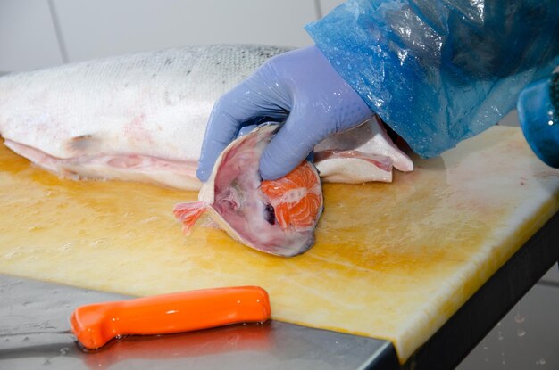 Lachs Ein Mann schneidet einen Lachsfisch. Gesunde Ernährung: Roter Lachs. Foto zur Fischproduktion