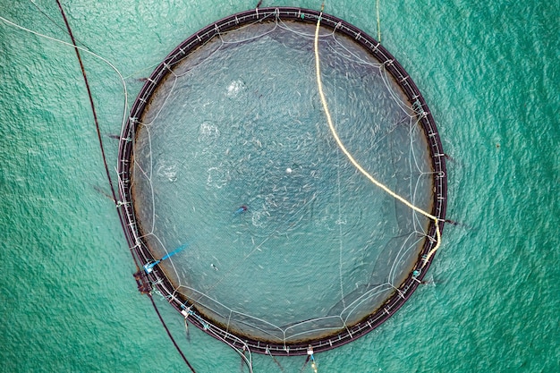 Lachsfischen auf dem Bauernhof in Norwegen. Norwegen ist der weltweit größte Produzent von Zuchtlachs mit einer jährlichen Produktion von mehr als einer Million Tonnen.