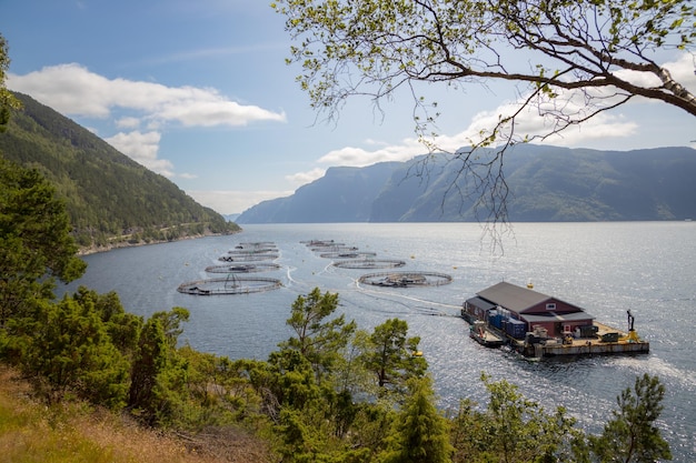 Lachsfischen auf dem Bauernhof in Norwegen