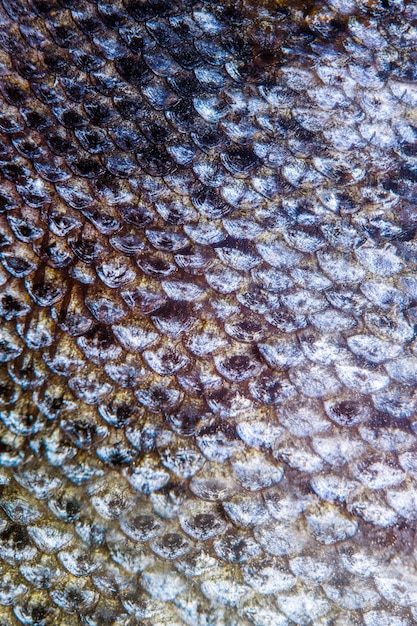 Lachsfischschuppen Grunge Texturen Hintergrund