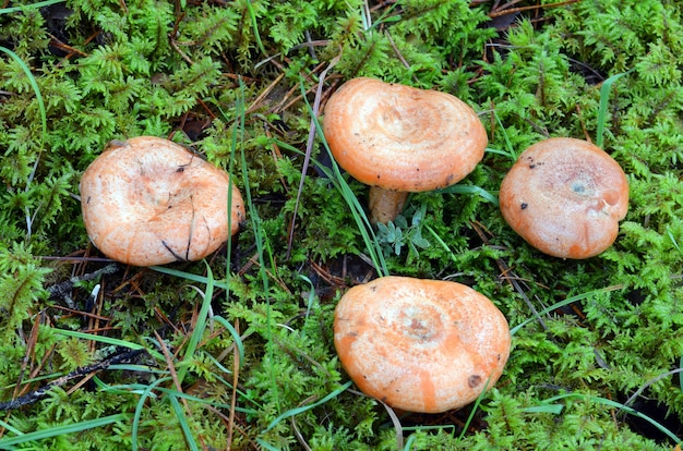 Lactarius deliciosus, un hongo silvestre comestible apreciado por su sabor