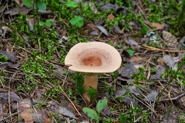 Lactarius helvus, comúnmente conocido como fenogreco milkcap, hongo comestible de color gris-rosa en el musgo del bosque