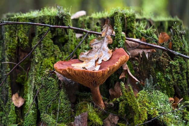 Lactarius rufus, cogumelo comestível na floresta de outono