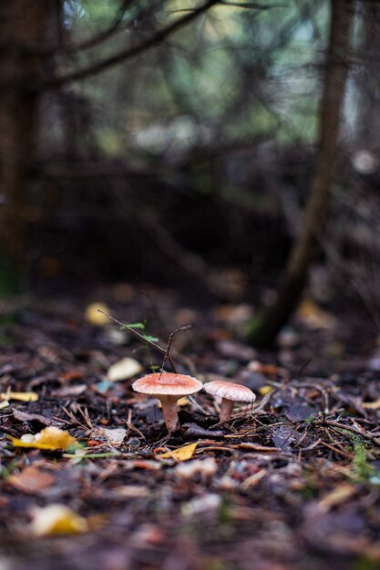 Lactarius torminosus conocido como el gorro de leche lanudo o el gorro de leche barbudo