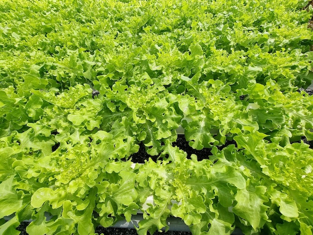 Lactuca sativa var crispa orgánica en cultivo hidropónico