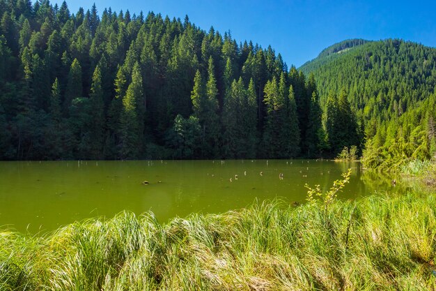 Lacu Rosu Roter See in Rumänien