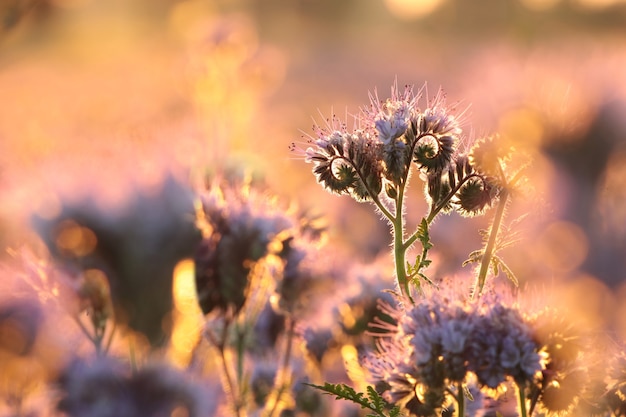 Lacy phacelia en el campo durante el amanecer.