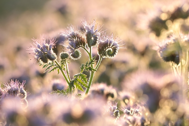 Lacy Phacelia Phacelia tanacetifolia durante el amanecer