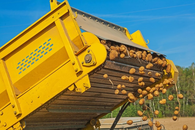 Laden der Kartoffel in der Ernte Nahaufnahme auf Teilmaschine