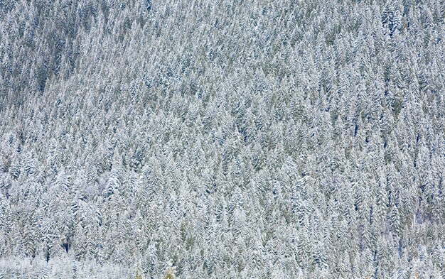 Ladera de invierno con escarcha y bosque de abetos cubiertos de nieve