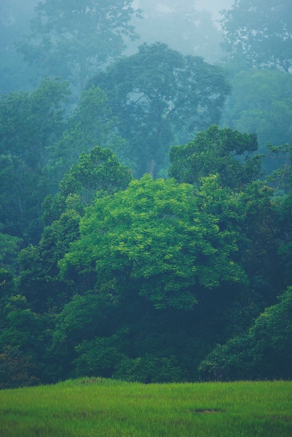 Ladera de montaña boscosa en la nube baja con las coníferas imperecederas envueltas en la niebla