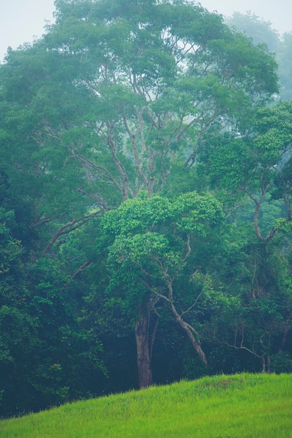 Ladera de montaña boscosa en la nube baja con las coníferas imperecederas envueltas en la niebla