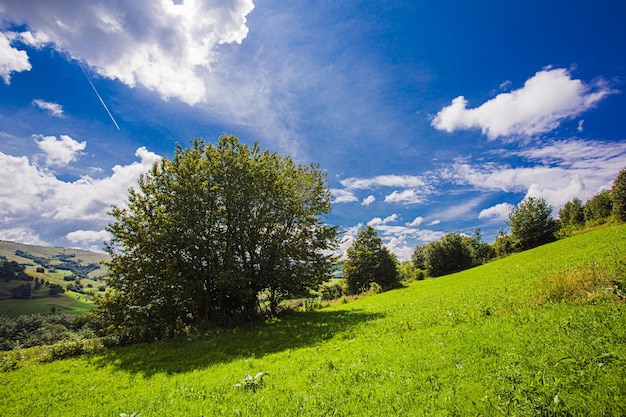 Ladera de montaña cubierta de hierba verde, varios árboles grandes y arbustos con sombras que crecen en la ladera Cielo azul con rastro de avión y varias nubes