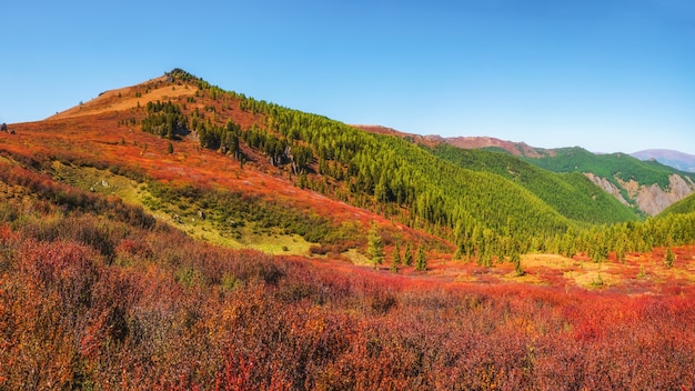 Ladera de la montaña de otoño rojo brillante. Paisaje de follaje vivo con colinas forestales en la luz del sol. Pintorescas montañas con vegetación dorada y bosques.