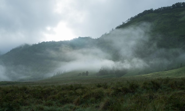 Ladera verde niebla matutina