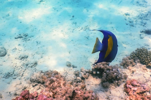 Lado amarillo damisela (amblyglyphidodon flavilatus) fondo submarino, vida marina