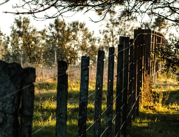 lado del campo