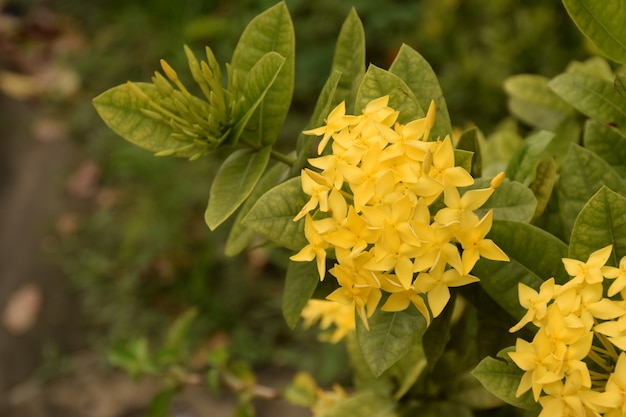 Lado direito da flor ixora amarelo