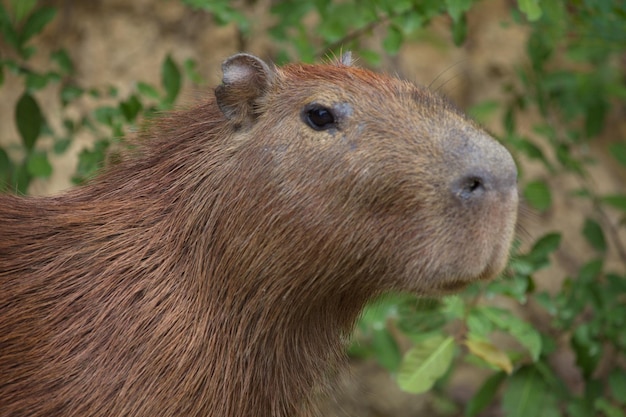 Foto el lado de primer plano en el retrato de la capibara hydrochoerus hydrochaeris cabeza bolivia