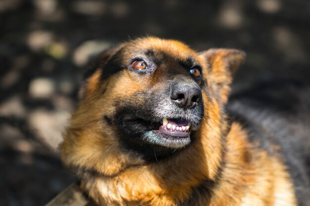 Ladrando perro pastor enfurecido al aire libre. El perro parece agresivo, peligroso y puede estar infectado por la rabia.