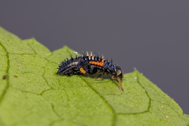 Lady Beetle asiático larvas de la especie Harmonia axyridis comiendo pulgones en una planta de hibisco