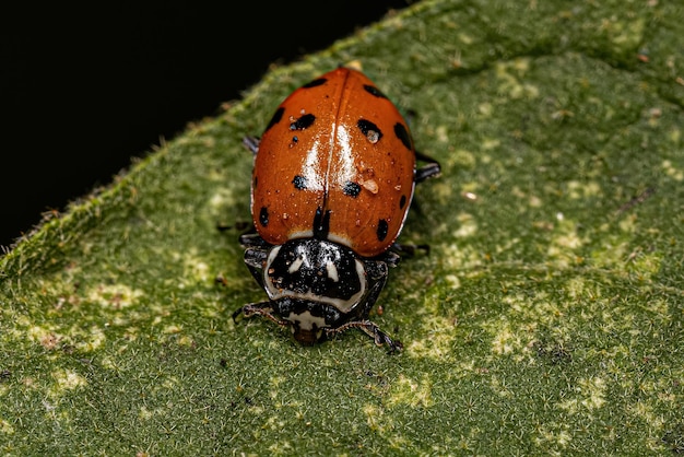 Lady Beetle Convergente Adulto