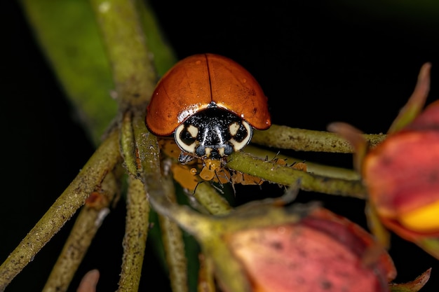 Lady Beetle inmaculado adulto de la especie Cycloneda sanguinea