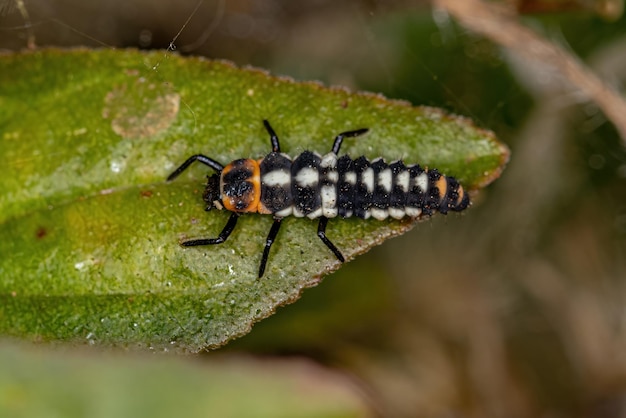 Lady Beetle Larva de manchas negras del género Eriopis
