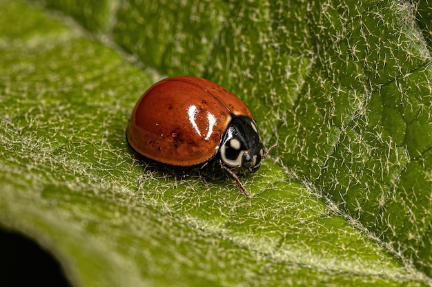 Lady Beetle sin manchas adulta