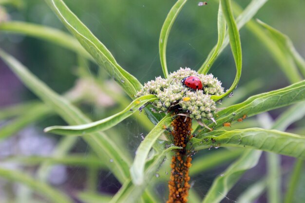 Lady Bug auf der Pflanze