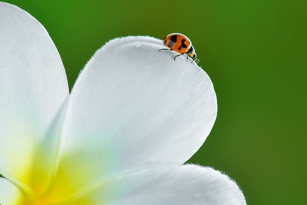 Lady bug em flor com fundo natural