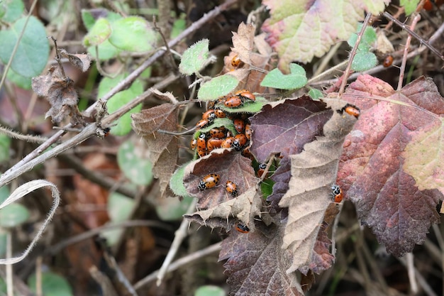 Lady bugs invernando parque estadual na califórnia