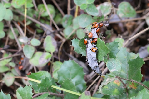 Lady bugs invernando parque estatal en California