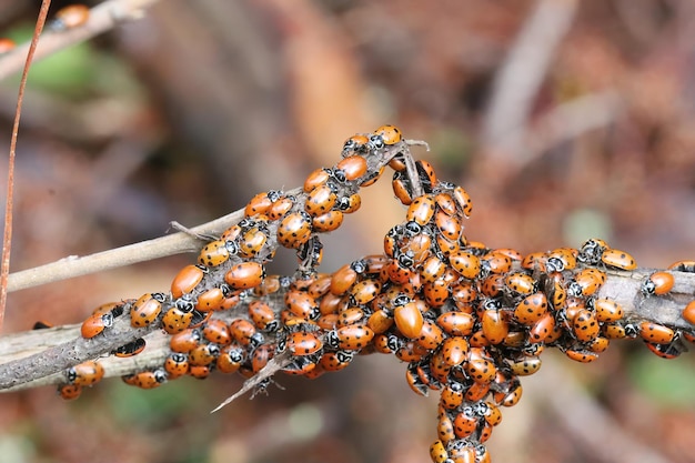 Lady bugs invernando parque estatal en California