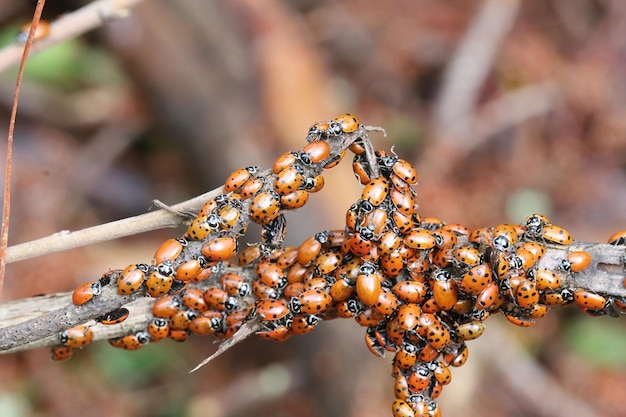 Lady bugs invernando parque estatal en California