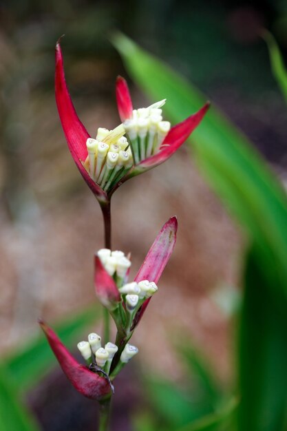 Lady Di (Heliconia psittacorum)