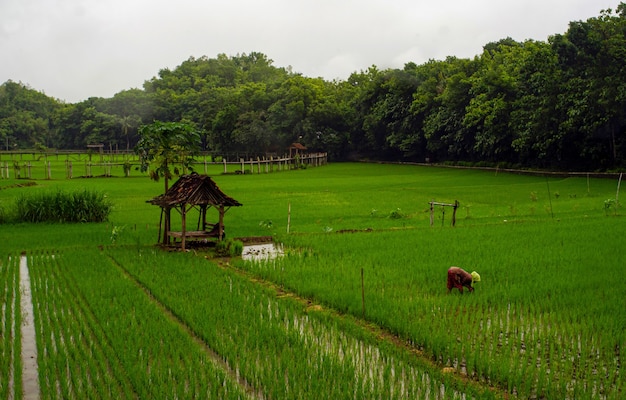 Lady Farmer no campo de arroz verde.