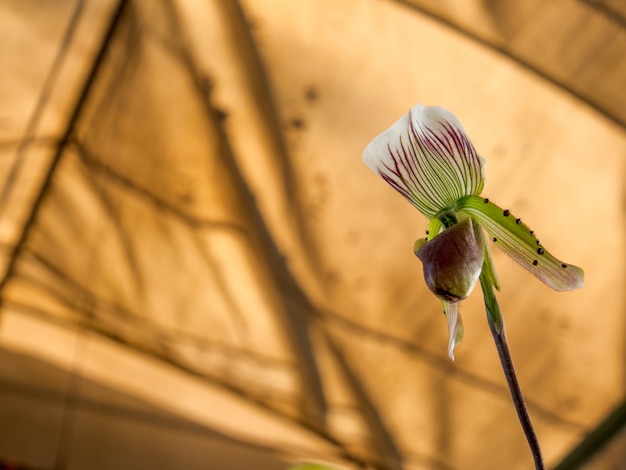 Lady Slipper, orchidaceae del Paphiopedilum florece en el parque, Tailandia.