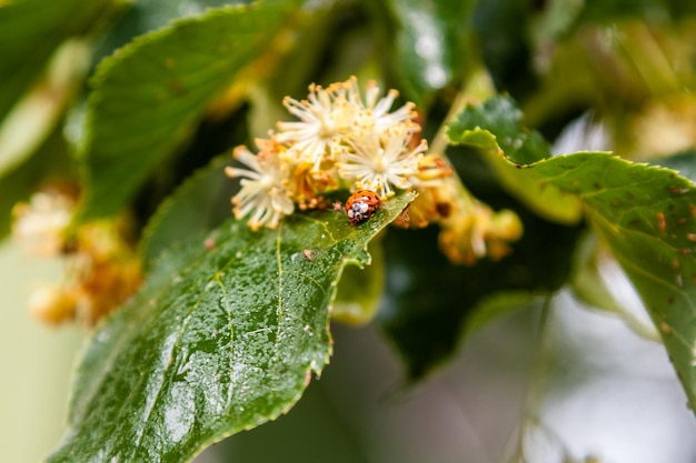 Ladybug se arrastra sobre una hoja de un tilo